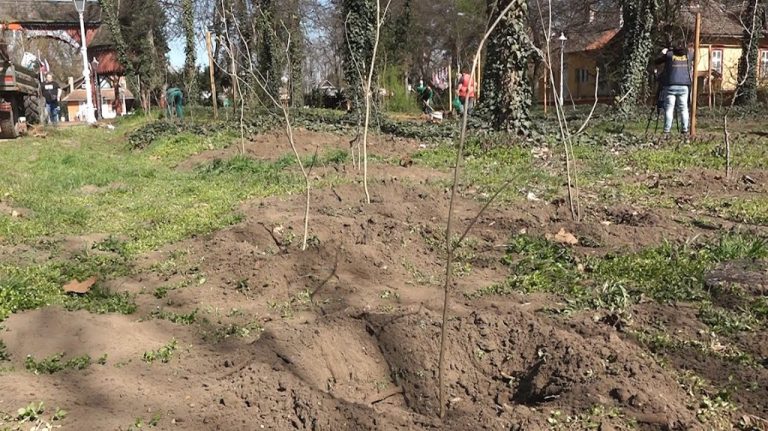 Велики парк на Палићу биће богатији за 300 нових садница