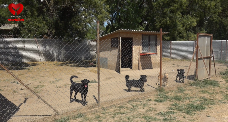 Ruka prijateljstva za napuštene ljubimce: Meridian fondacija donirala prihvatilištu za pse i mačke u Somboru (VIDEO)